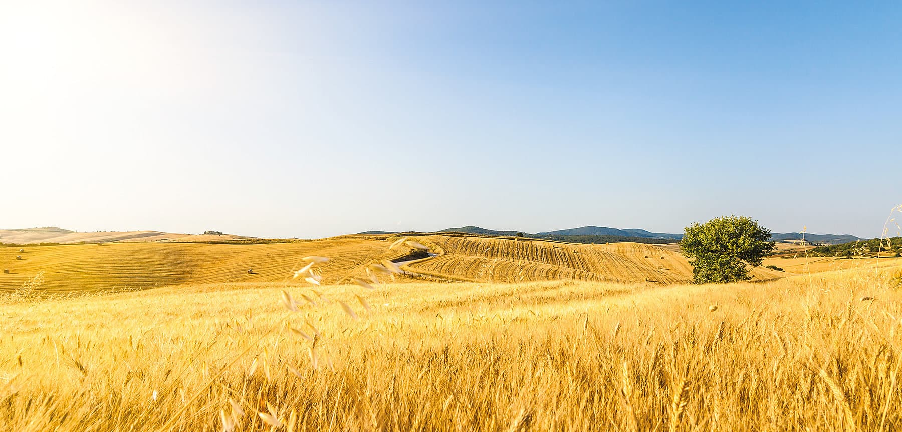 Reifes Getreidefeld unter blauem Himmel